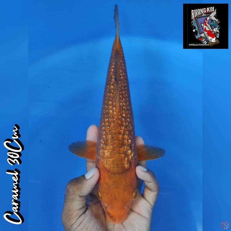 CARAMEL GINRIN 30CM