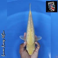 LEMON KARASI 32CM