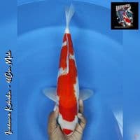 INAZUMA KOHAKU 40CM (CUTKER) 