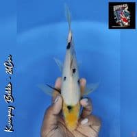 KUMPAY BEKKO 26CM