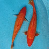 AKA HAJIRO 32,33 CM