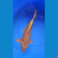 35cm Chagoi Tembaga