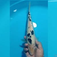 BEKKO 31CM