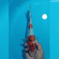 KIKO U26CM