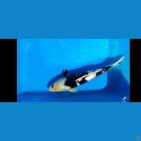 shiro bodiy tebal 32 cm male 