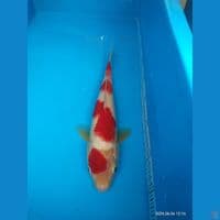 kohaku male 30cm