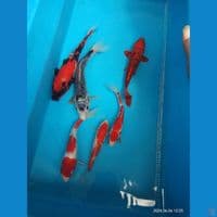 paket mix 17cm-27cm