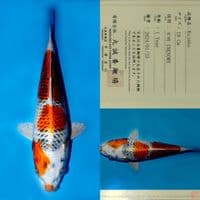 SALE OB RENDAH! MARUSEI KUJAKU HQ 28CM