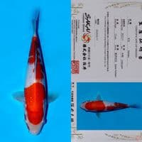SALE OB RENDAH! SAKAI NIDAN KOHAKU SQ 23CM