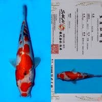 SALE OB RENDAH! SAKAI SAKURA SANKE HQ TATEGOI 27CM