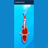 Goshiki 36 cm