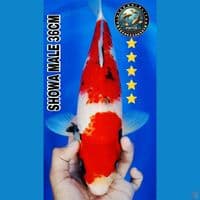 showa 36cm