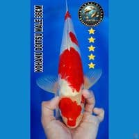 kohaku doitsu 36cm