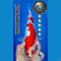 kohaku doitsu 26cm