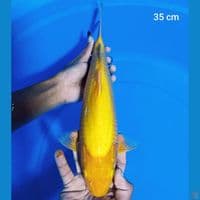 karasi 35 cm