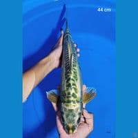 aragoke 44 cm