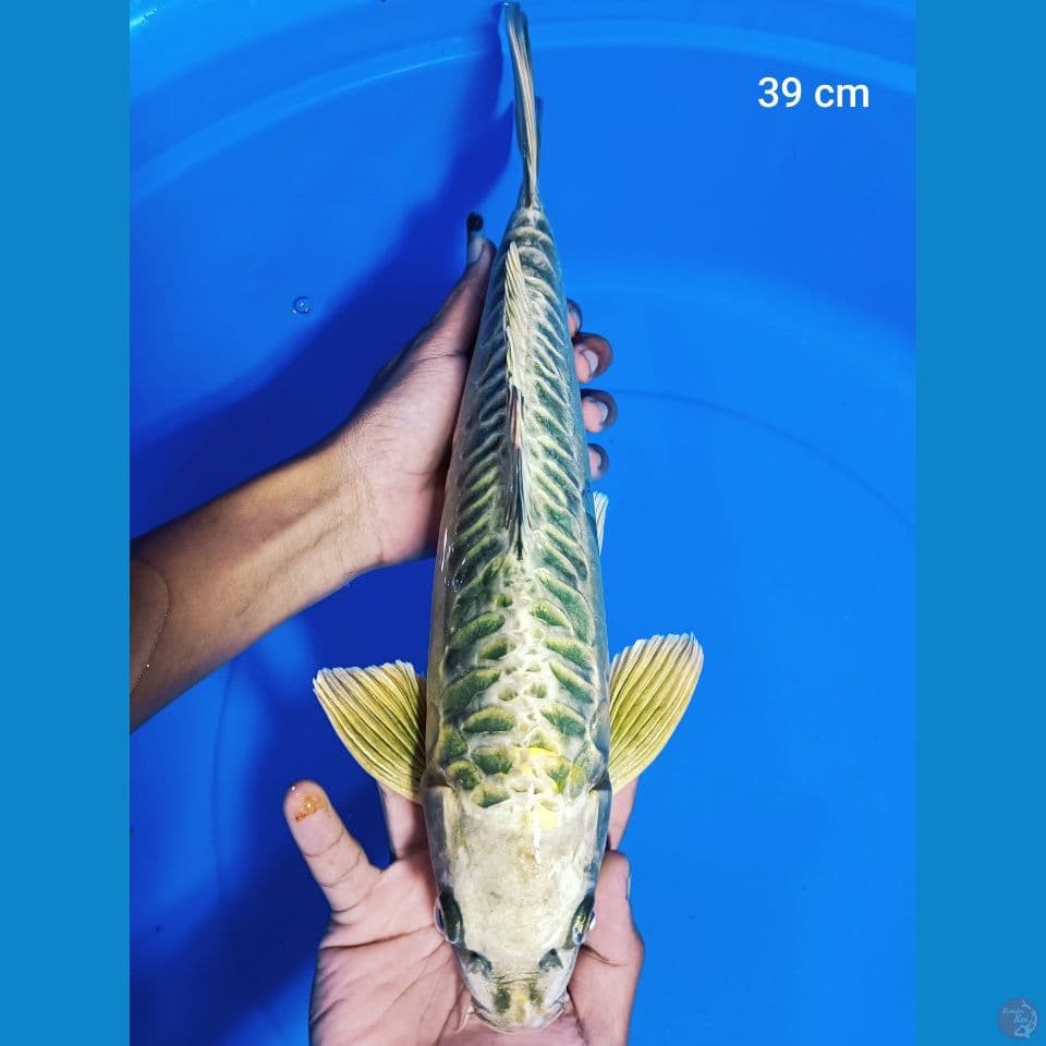 aragoke 39cm