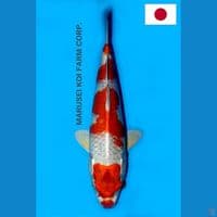 SQ MARUSEI SAKURA OGON RARE/LANGKA 29CM