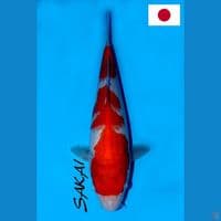 SQ SAKAI NIDAN KOHAKU 25CM