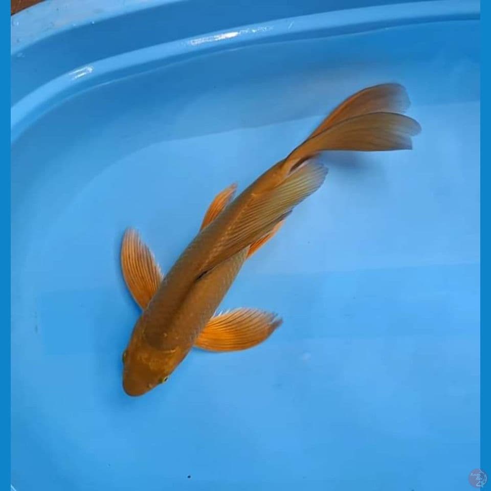 kumpay 40cm
