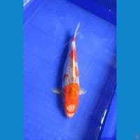 Goshiki 32cm