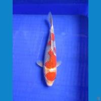 Goshiki 27cm