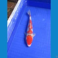 Goshiki 27cm