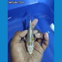 BAHAN GIN MATSUBA JOSS 13CM