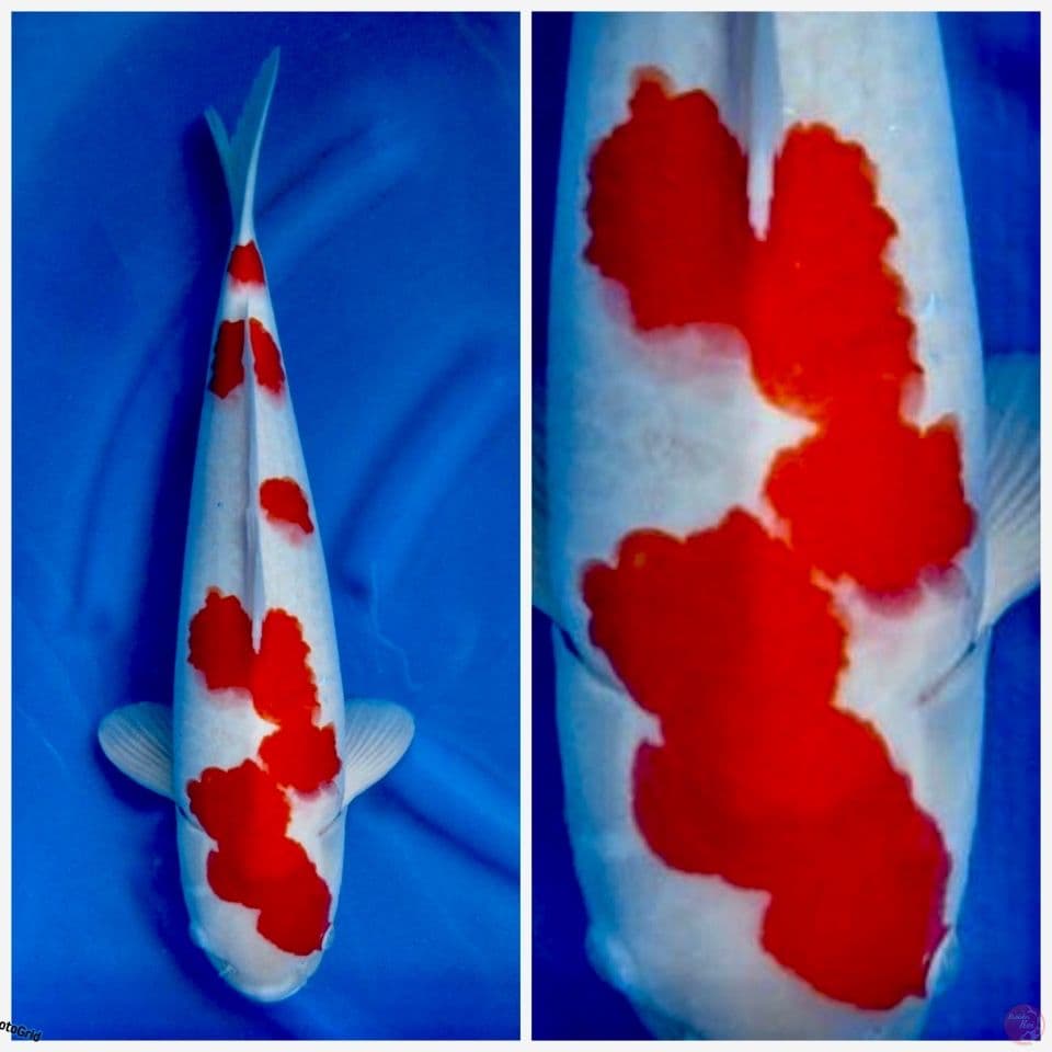 Kohaku F1 sakai original no bocor size 47cm