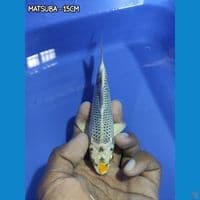 BAHAN GIN MATSUBA RING JOSS 15CM
