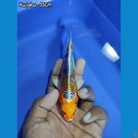 MINION KUJAKU 15CM