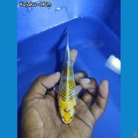 YELLOW KUJAKU 14CM