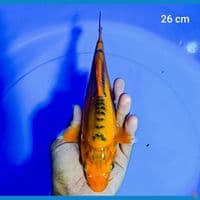 mizuo 26 cm
