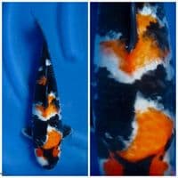 Showa bahan keep F1 sakai 35cm 