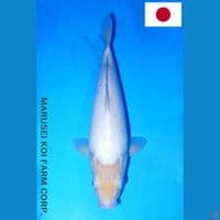 MARUSEI SHIROMUJI SQ 34CM