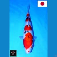 SAKAI YONDAN SANKE SQ 31CM