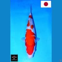 SAKAI SANDAN KOHAKU HQ 30CM