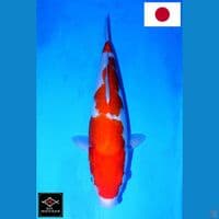 SAKAI INAZUMA NIDAN KOHAKU HQ 34CM