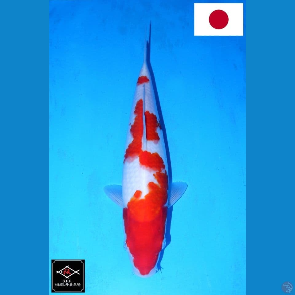 SAKAI INAZUMA NIDAN KOHAKU HQ 33CM