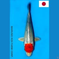 MARUSEI TC KUJAKU HQ 26CM
