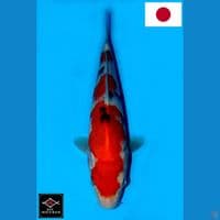 SAKAI SANDAN SANKE SQ 29CM