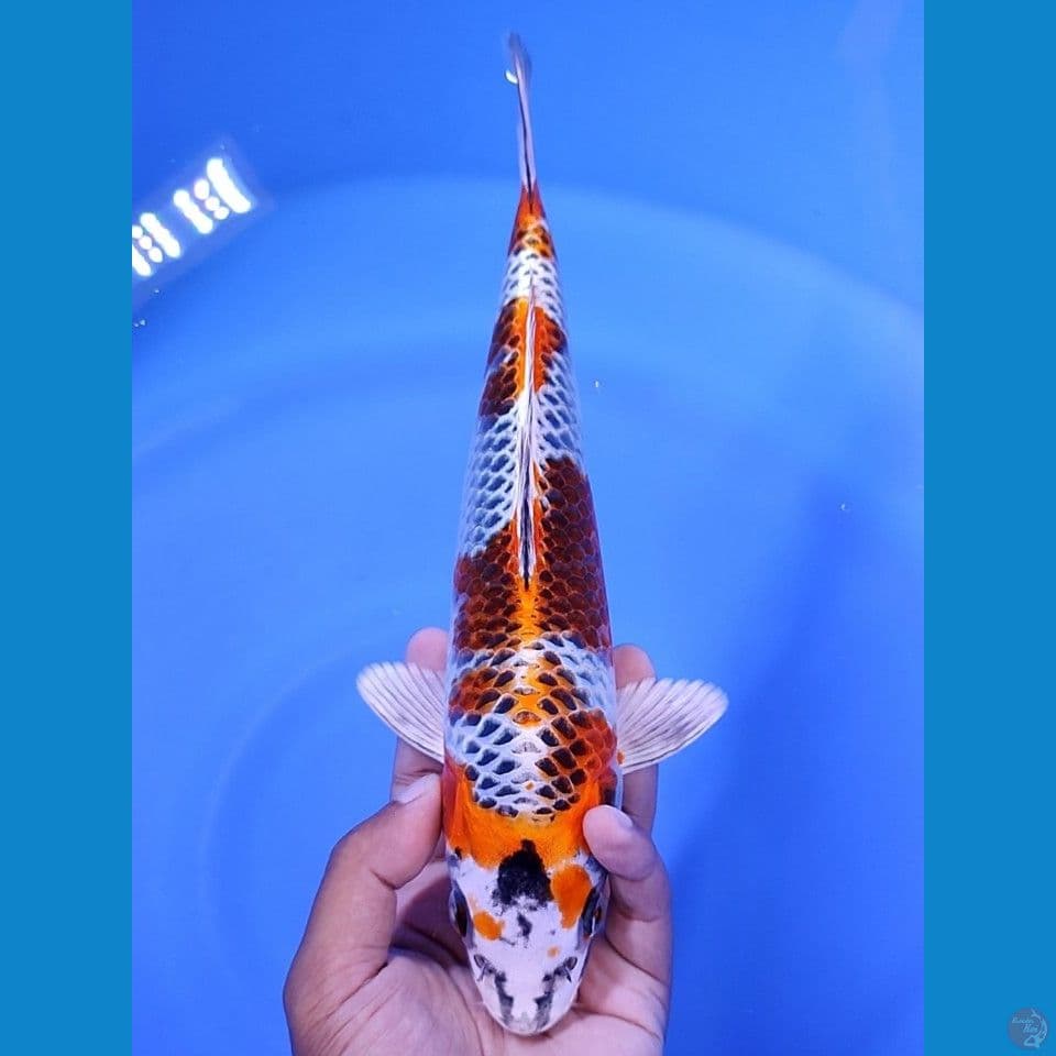 KUJAKU 29 CM MALE