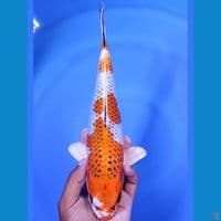 KUJAKU 30 CM MALE