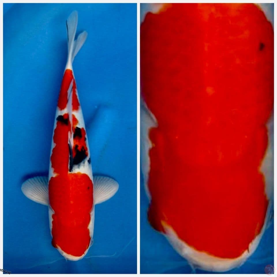Red sanke Super tategoi F1 sakai 35cm
