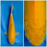 Super karasi nobocor F1 marusai 29cm