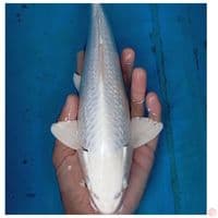 GINRIN PLATINUM 30 CM