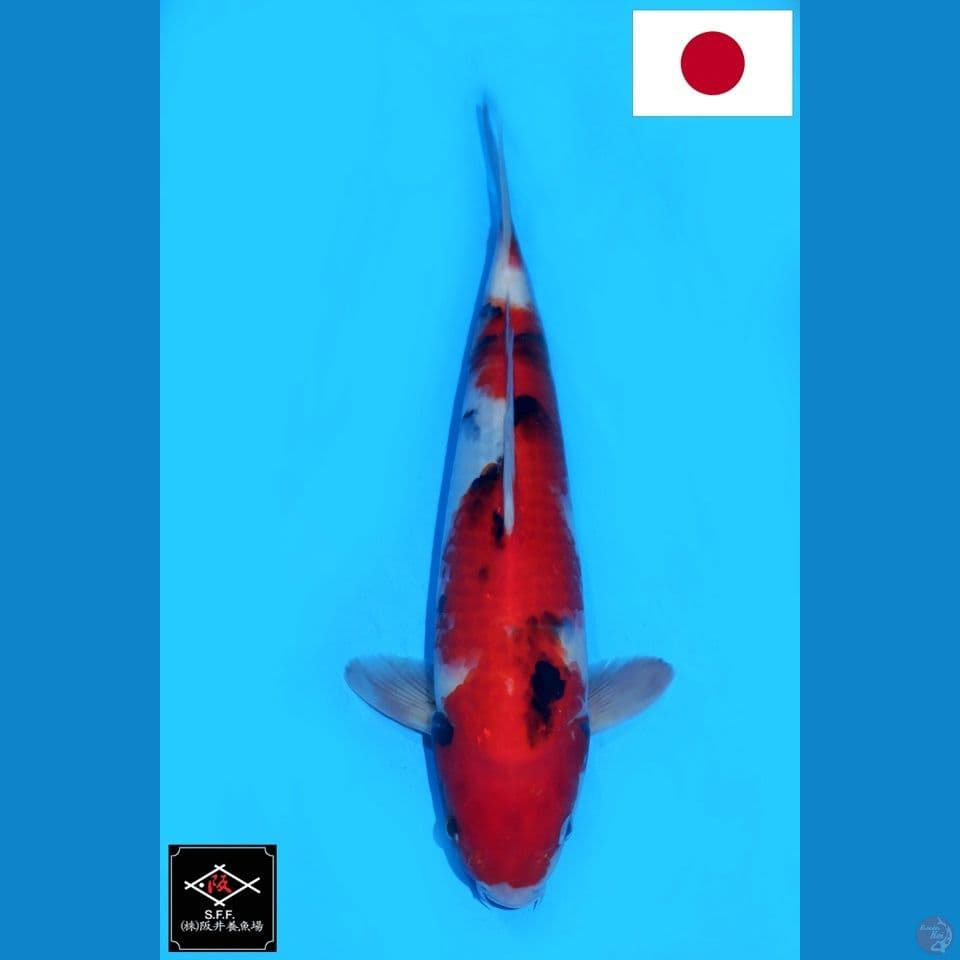 SAKAI SHOWA SANSHOKU HQ 34CM