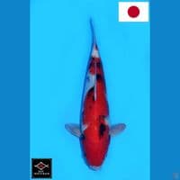 SAKAI SHOWA SANSHOKU HQ 34CM