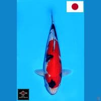 SAKAI SHOWA SANSHOKU HQ 36CM