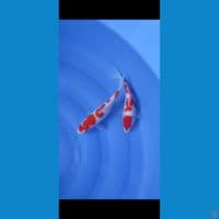 hQ kohaku 20 cm